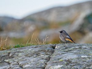 Svart rödstjärt