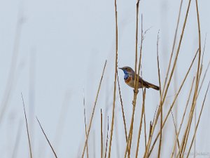 Vitstjärnig blåhake